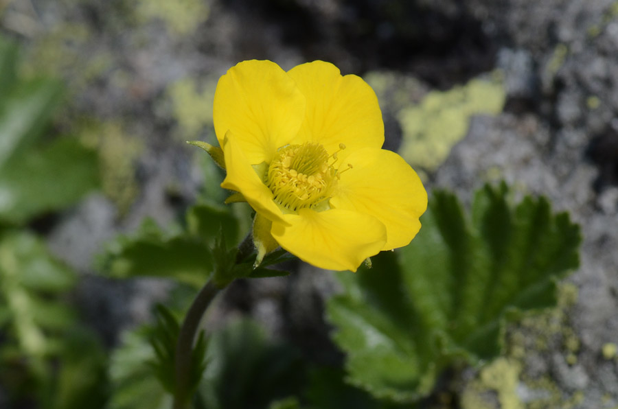 Geum montanum / Cariofillata montana
